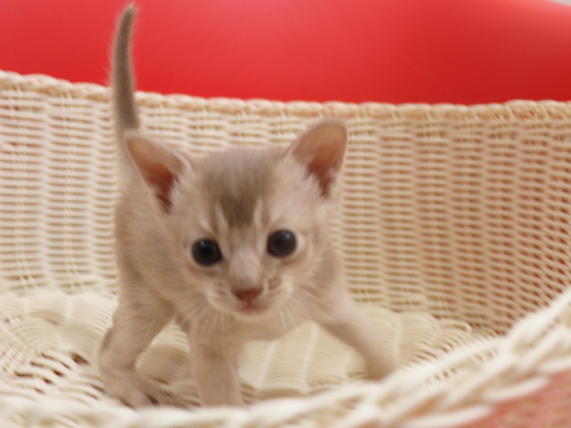 アビシニアンの子猫画像