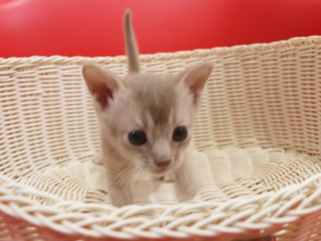 アビシニアンの子猫画像