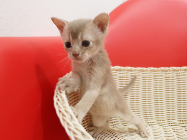 アビシニアンの子猫画像