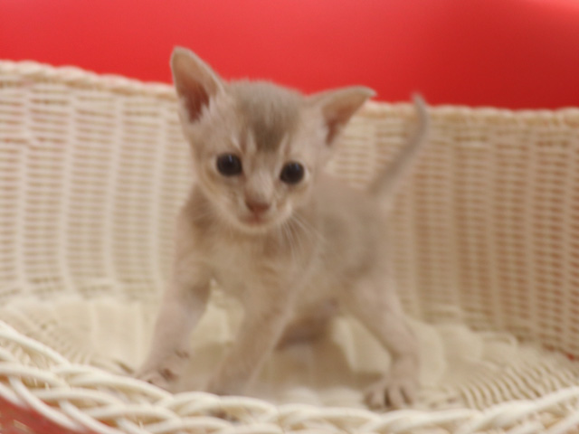 アビシニアンの子猫画像