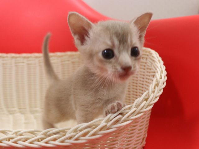 アビシニアンの子猫画像