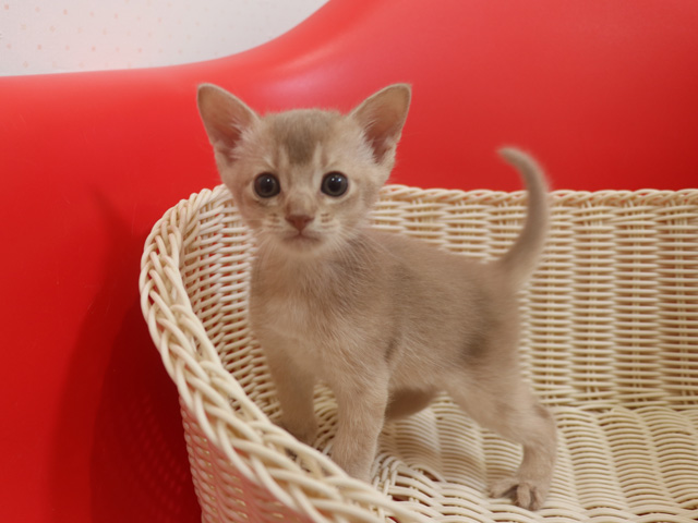 アビシニアンの子猫画像