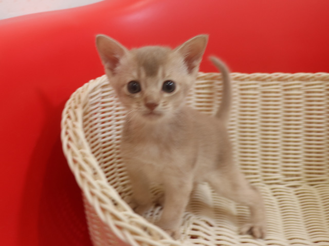 アビシニアンの子猫画像