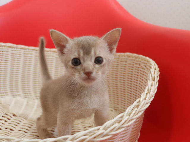アビシニアンの子猫画像