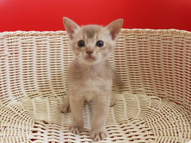 アビシニアンの子猫画像