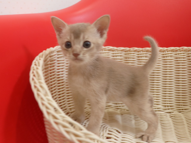 アビシニアンの子猫画像