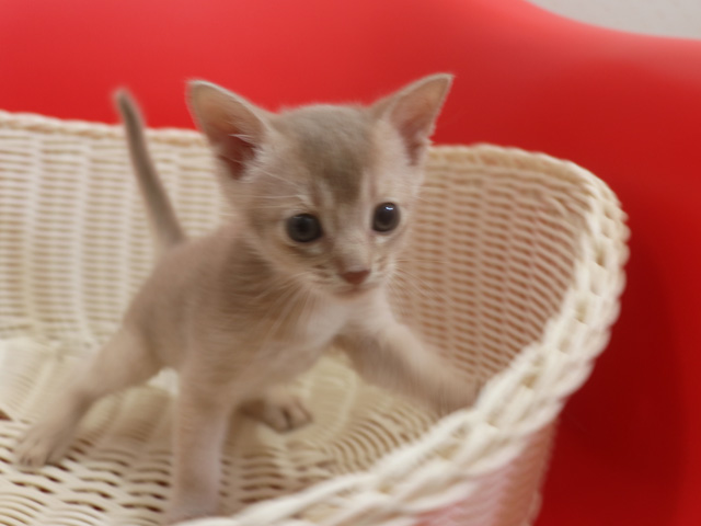 アビシニアンの子猫画像