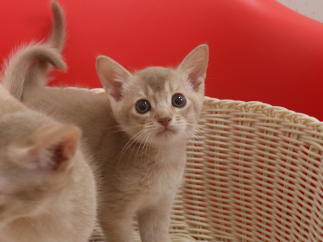 アビシニアン子猫画像