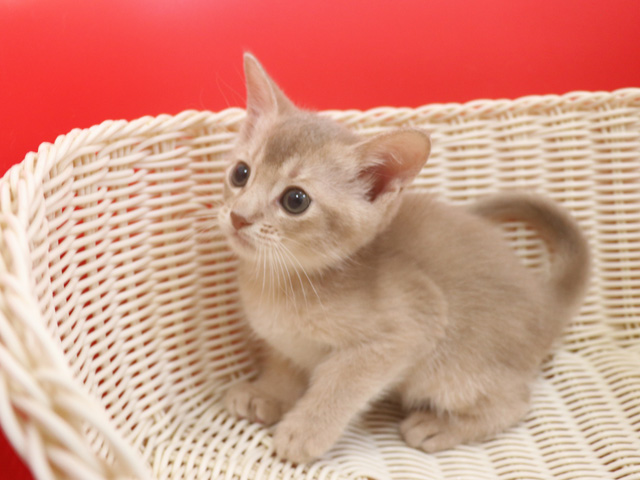 アビシニアンの子猫画像