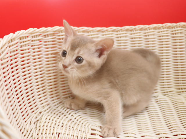 アビシニアンの子猫画像