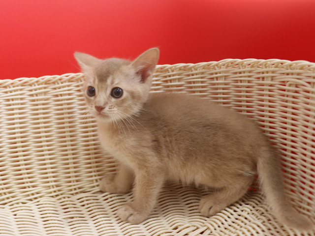 アビシニアンの子猫画像