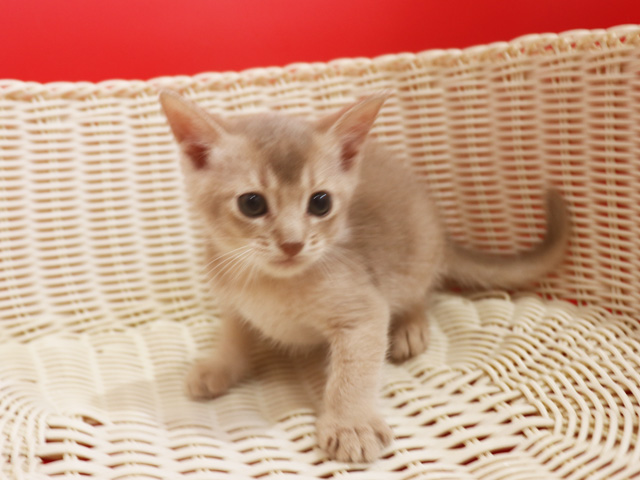 アビシニアンの子猫画像