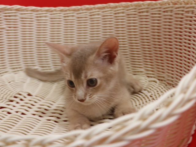 アビシニアンの子猫画像