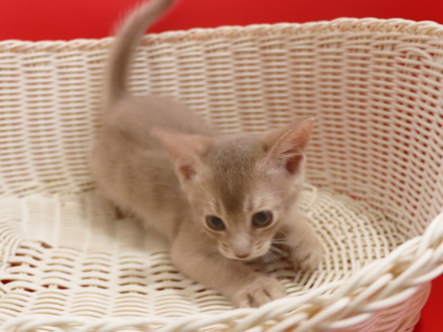アビシニアンの子猫画像