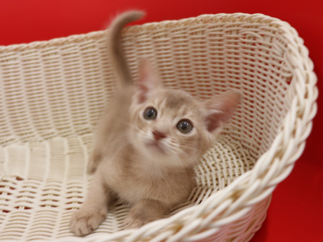 アビシニアンの子猫画像