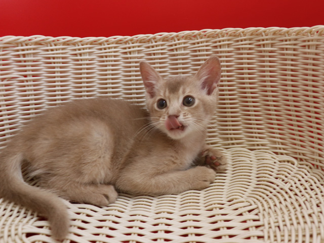 アビシニアンの子猫画像
