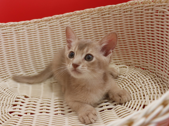 アビシニアンの子猫画像
