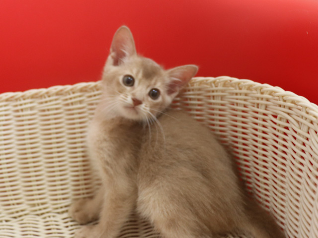 アビシニアンの子猫画像
