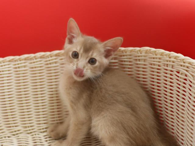 アビシニアンの子猫画像