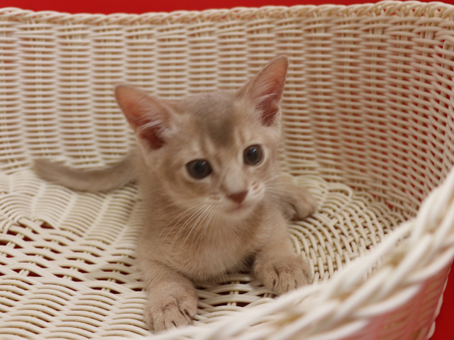 アビシニアンの子猫画像