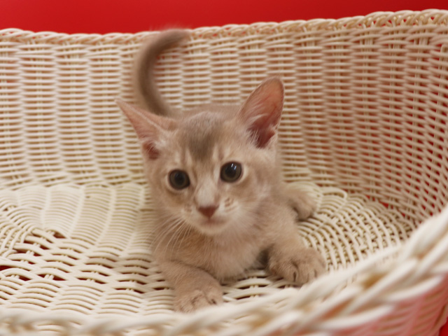 アビシニアンの子猫画像