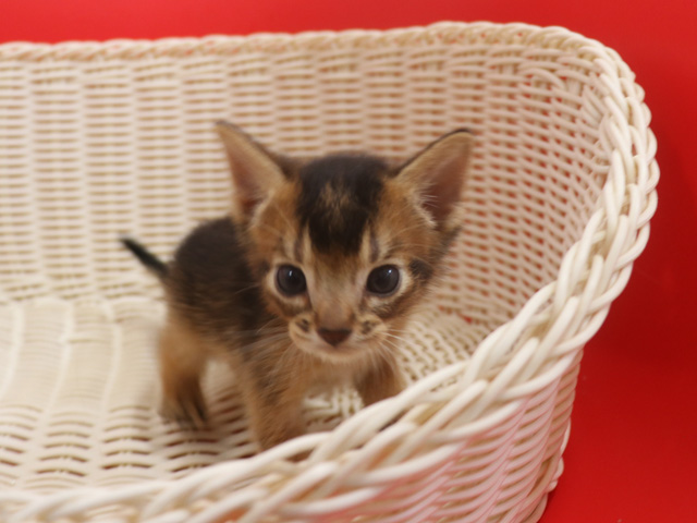 アビシニアン子猫画像