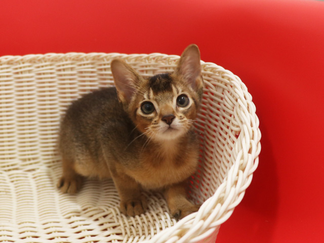 アビシニアン子猫画像