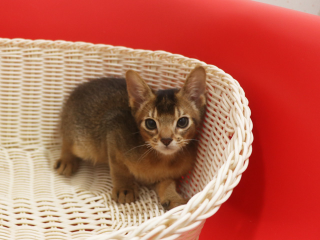 アビシニアンの子猫画像