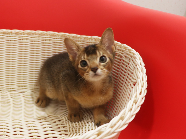 アビシニアンの子猫画像
