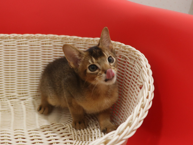 アビシニアンの子猫画像