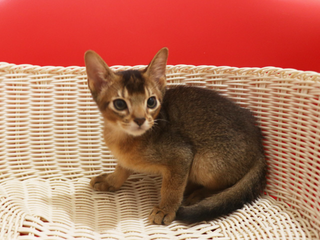 アビシニアンの子猫画像