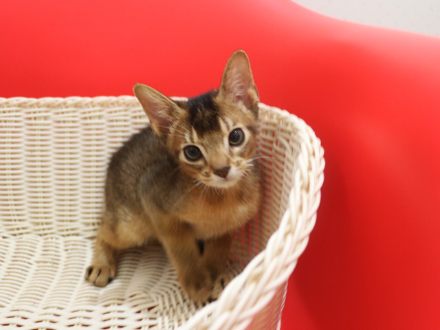 アビシニアンの子猫画像
