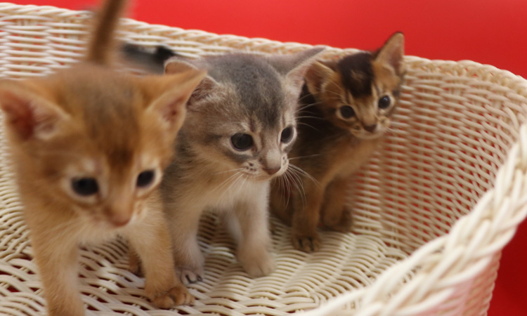 アビシニアンの子猫画像
