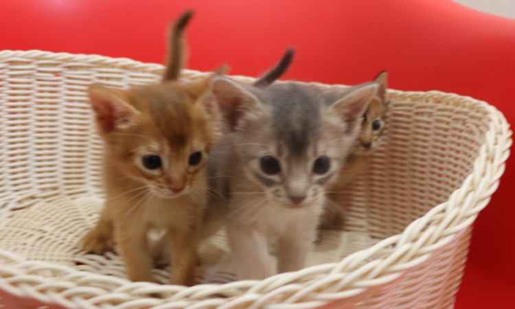 アビシニアンの子猫画像