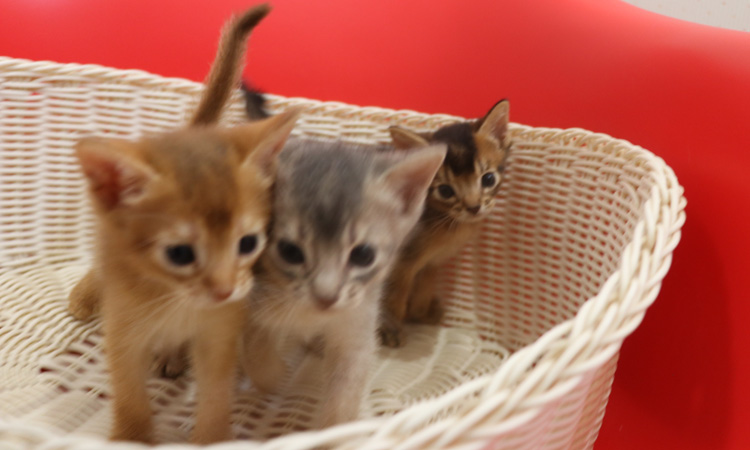 アビシニアンの子猫画像