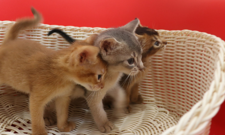 アビシニアンの子猫画像