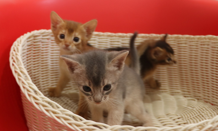 アビシニアンの子猫画像