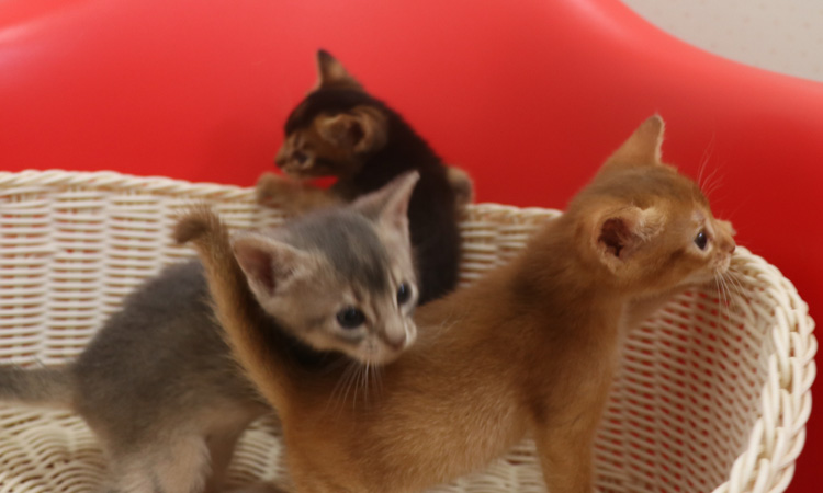 アビシニアンの子猫画像