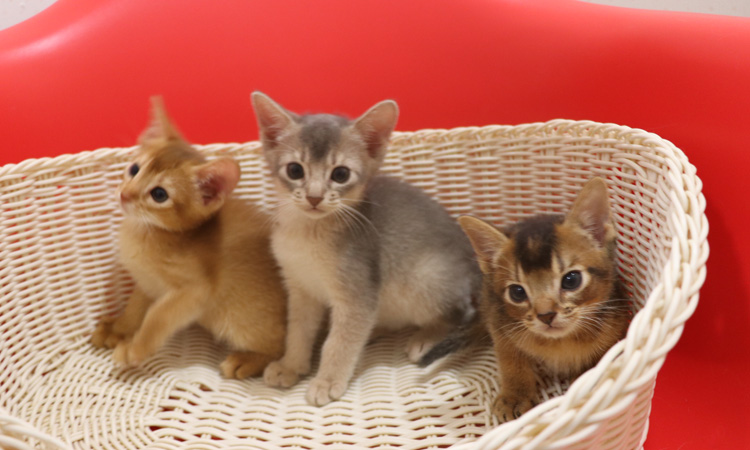 アビシニアンの子猫画像