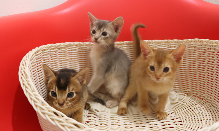 アビシニアンの子猫画像