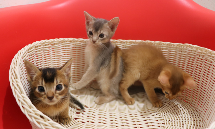 アビシニアンの子猫画像