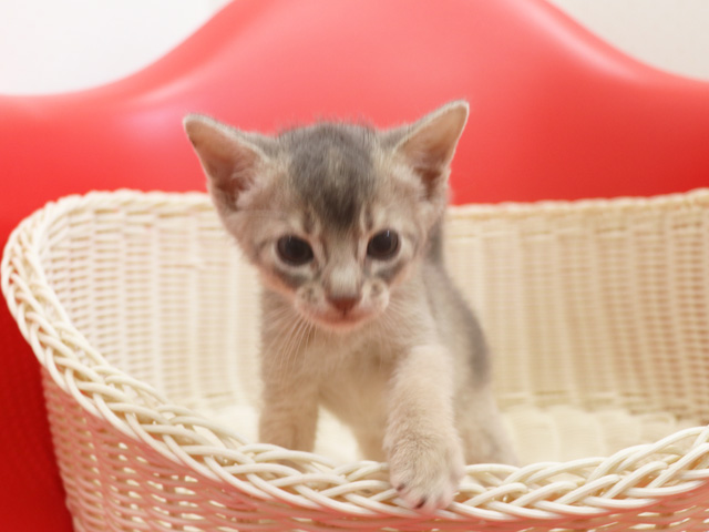 アビシニアンの子猫画像