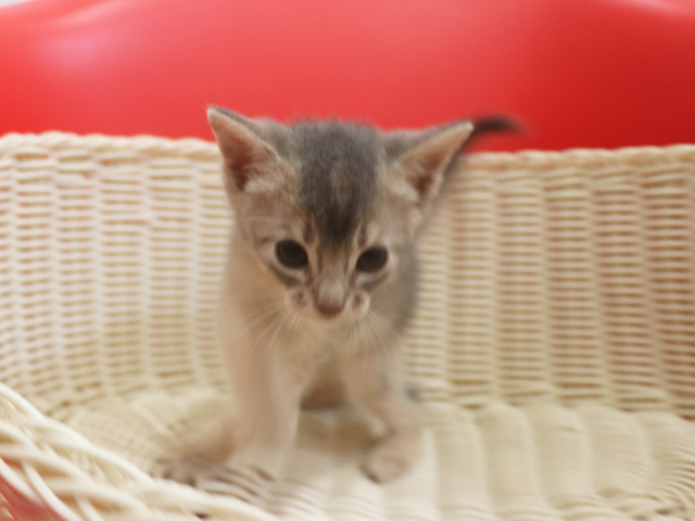 アビシニアンの子猫画像