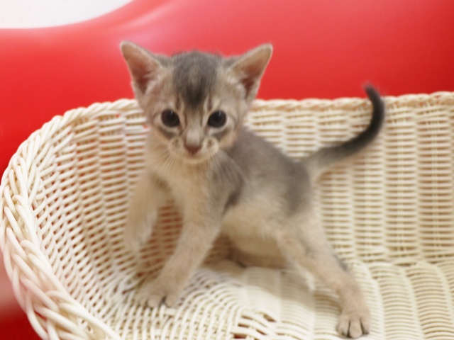 アビシニアンの子猫画像