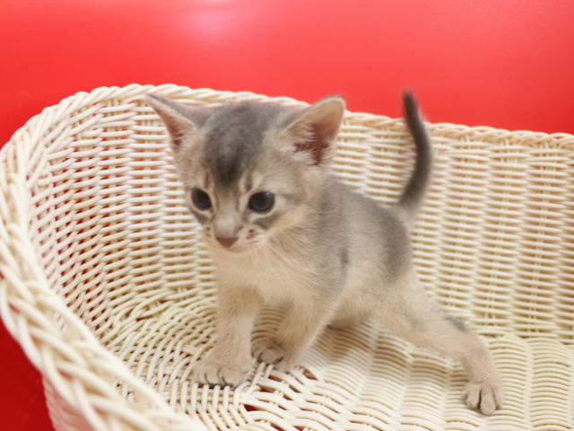 アビシニアンの子猫画像