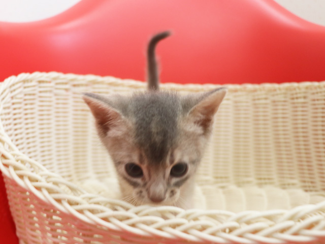 アビシニアンの子猫画像