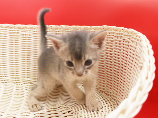 アビシニアンの子猫画像