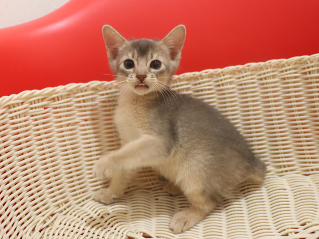 アビシニアンの子猫画像