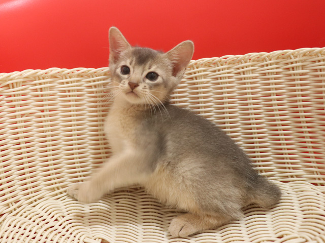 アビシニアンの子猫画像