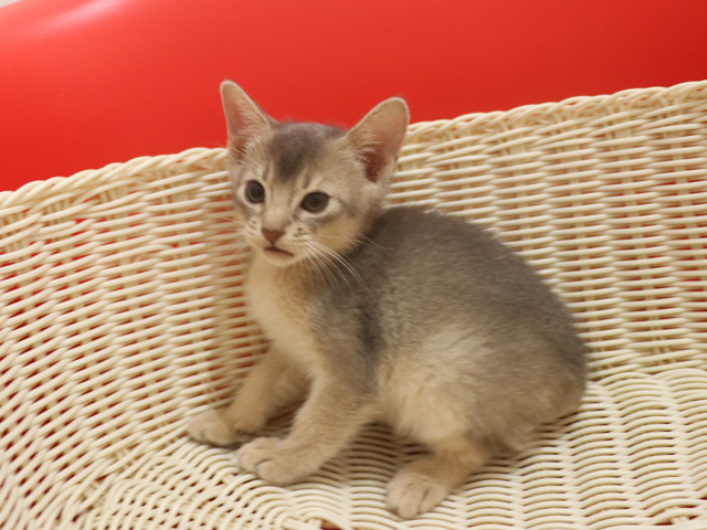 アビシニアンの子猫画像